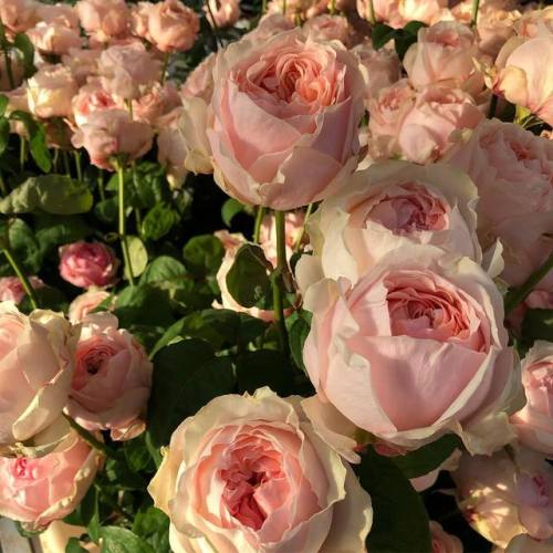 florealegiardini - Victorian Dream Rose ~ vip_roses