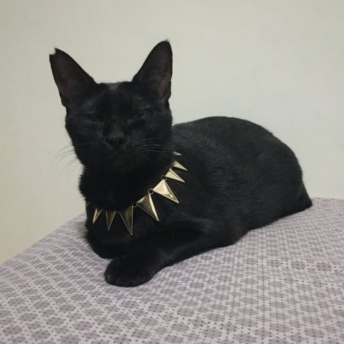 justcatposts - Black panther