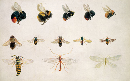 english-idylls - ‘Study of Bees and Other Insects’ by Beatrix...