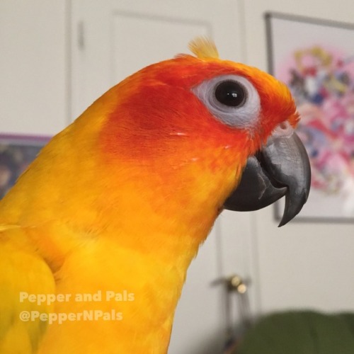 pepperandpals - ‪As you can see by the crest, Mango is now also...