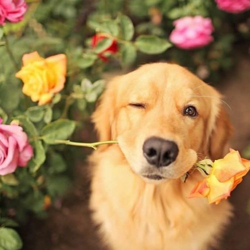 somos-deseos - Sunflower And dog.Weheartit.
