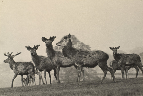 dame-de-pique - Dr Erich Salomon (1886-1944)- Deer in Windsor...