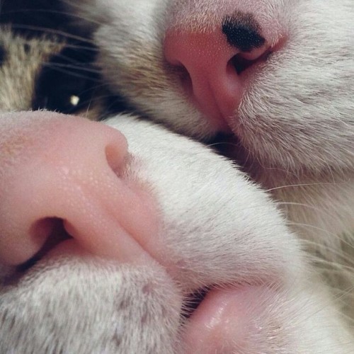 myhateandlove - kiieng - pepoline13 - Cat’s noses@antivaxxer...