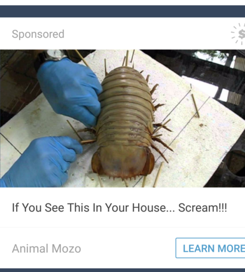 zooophagous:Look buddy, if I find a deep sea isopod in my house...