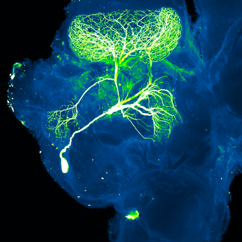 freshphotons - A neuron (green and white) in an insect brain...