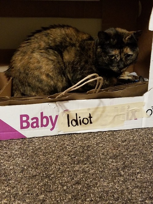 stinkbutt-the-cat:baby idiot