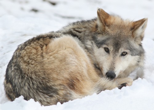 beautiful-wildlife - Wolf Lying in Snow by Mark Dumont