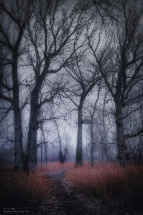 novice-at-play - “Go to the winter woods - listen there, look,...