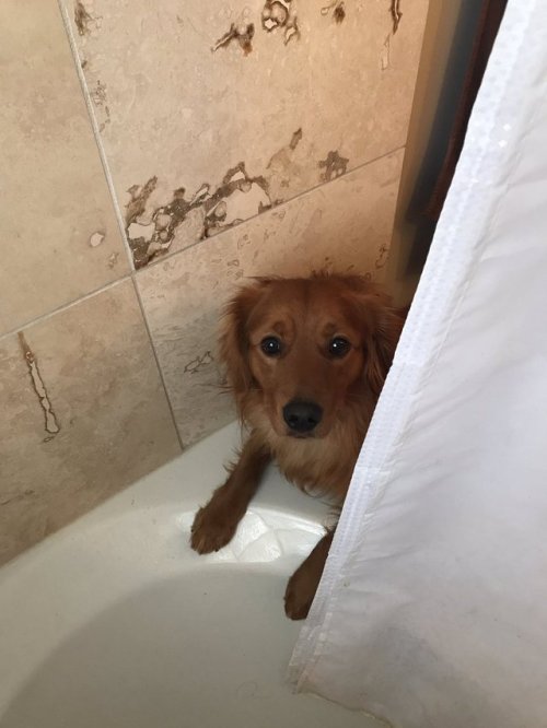sabanasblancasuniverse - Cada vez que estoy en la ducha mi perro...