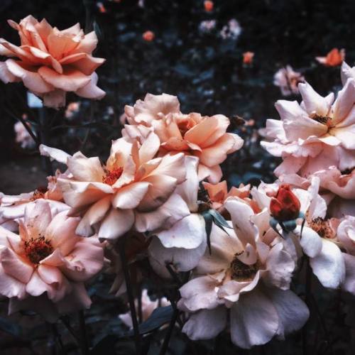 floralls - by Mai Yanagisawa