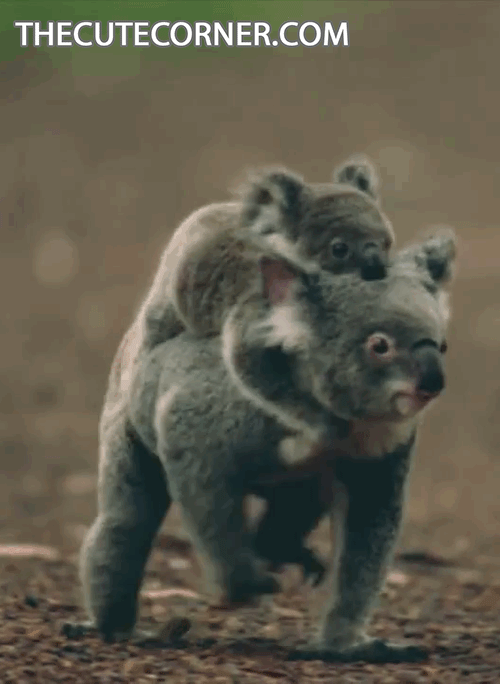 baby koala gif  tumblr