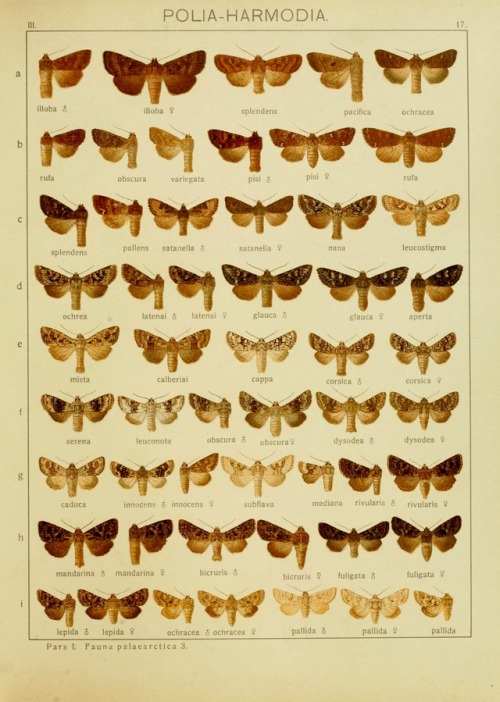 wapiti3 - The Macrolepidoptera of the Earth - a systematic...