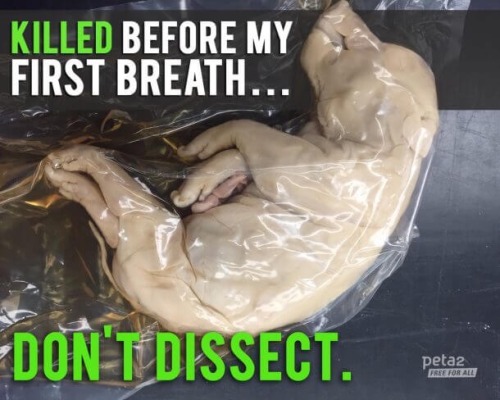 Don’t dissect!