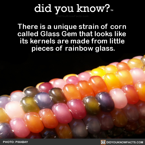 there-is-a-unique-strain-of-corn-called-glass-gem