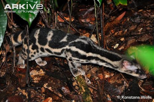 spacexcamp - deermary - The Banded Linsang (Prionodon linsang),...
