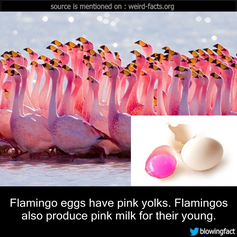 Mind Blowing Facts — Flamingo eggs have pink yolks ...