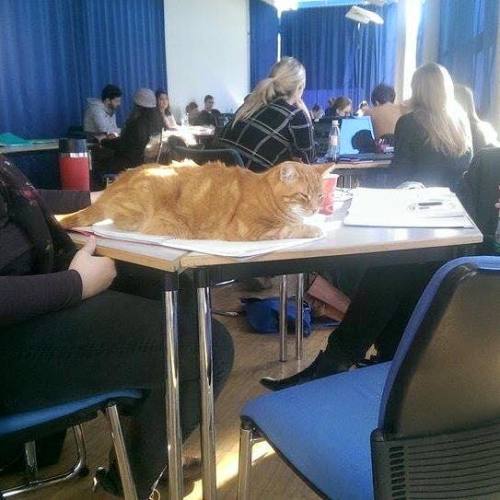 catsbeaversandducks - Cat Comes to University Every Day So She...