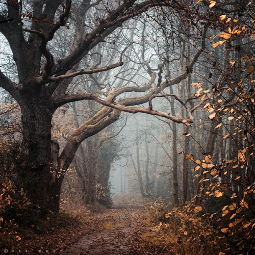 bookofoctober - Autumn Mantra by Oer-Wout