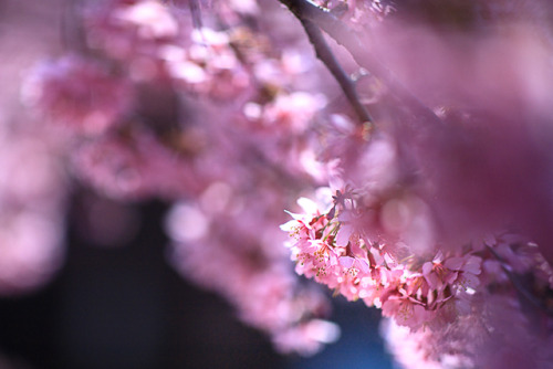 tanuki-kimono - Cherry blossoms at Yodo Suiroand Chotokuji,...