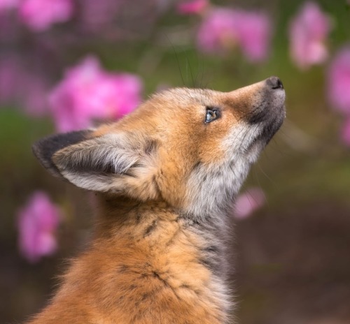 beautiful-wildlife:Spring Time by © Jocelyne Feizo