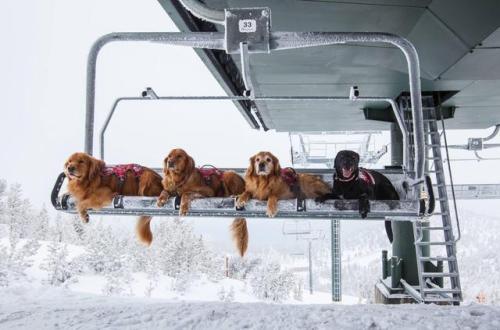 notyourfuckingalatea - awwww-cute - Ski patrol doggos reporting...