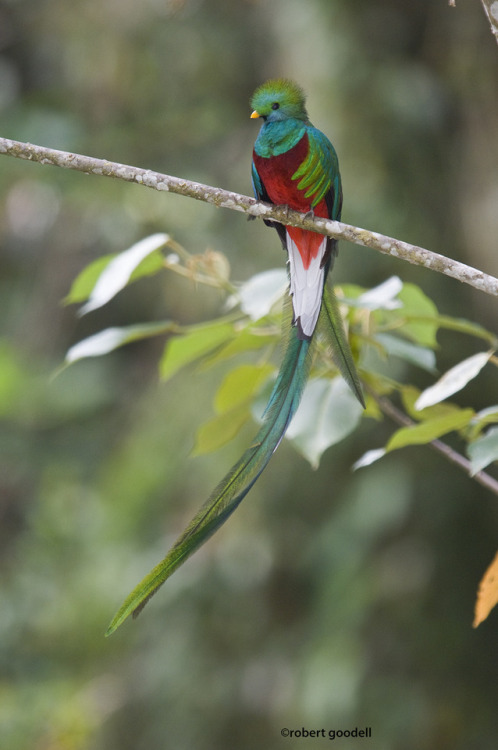 nature-and-starlight:Resplendant Quetzal //  Robert Goodell