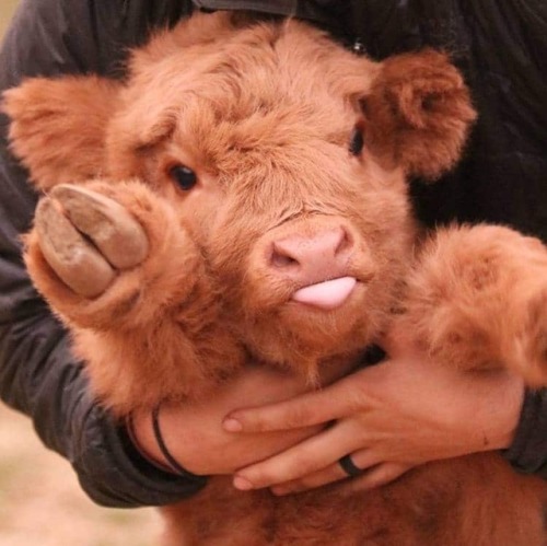 manditoe - mymodernmet - Adorable Highland Cattle Calves Are the...