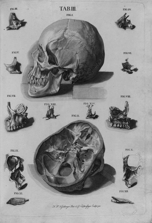 chaosophia218 - Christoph Jacob Trew - Human Skull, “Tabulae...