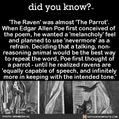 the-raven-was-almost-the-parrot-when-edgar
