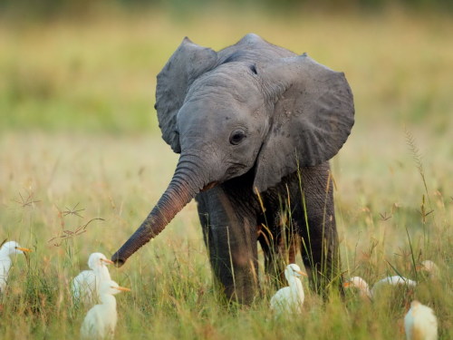 lostinhistory - hello small feathered things i am a baby elephant...