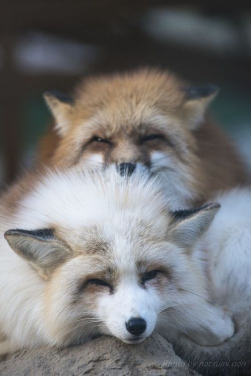 everythingfox - Sleepy foxes - Natsumi Don