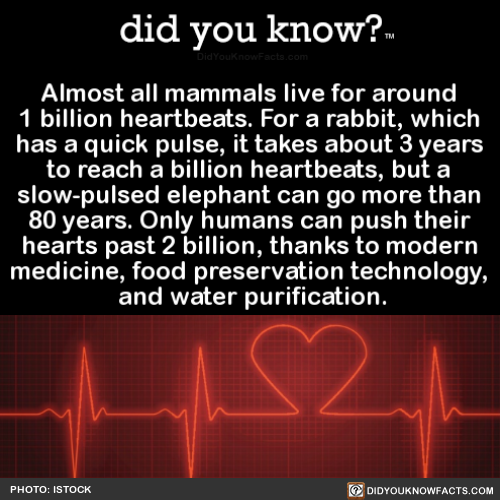 turntechxgnostic - did-you-kno - Almost all mammals live for...