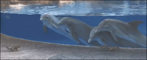 tastefullyoffensive - Baby dolphins fascinated by squirrels....