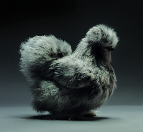 itscolossal - Dazzling Chickens Strut for the Camera in a New...