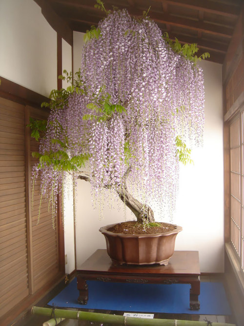 endreal - boredpanda - The Most Beautiful Bonsai Trees...