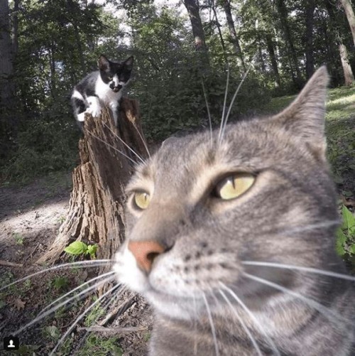 my-moonlight-us - This cat is a selfie addict 