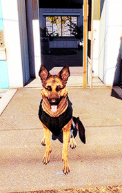 ellie-williams - Fallout Challenge - ↳ 3 companions - Dogmeat “Hey,...