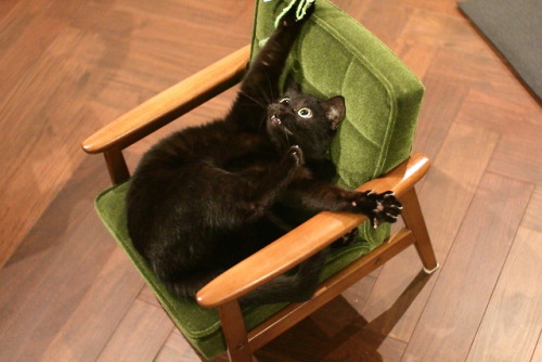zooophagous - kinaco-cat - こども用ソファで猫じゃらししてたら、とんでもない瞬間が撮れてしまった。ポーズも...