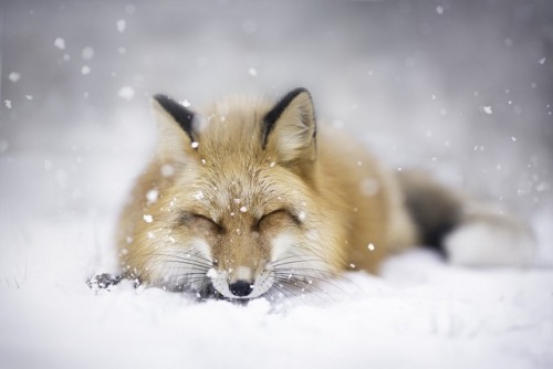 everythingfox - Powdered sugar fox