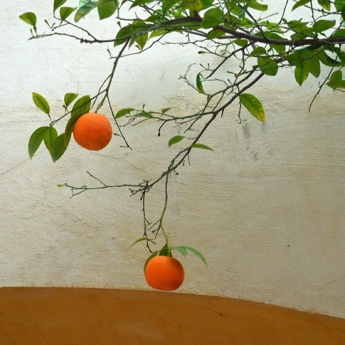 eopederson - Naranjas, jardín del Alcázar, Sevilla, 2016.
