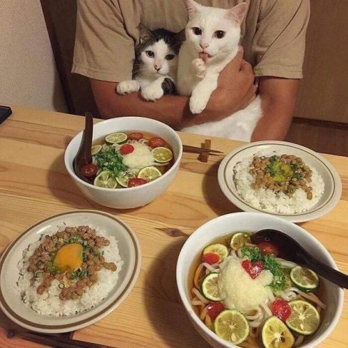 justcatposts:2 cats, 4 dates