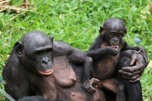alphafemaleape - Beautiful bonobo families greet us today - like...