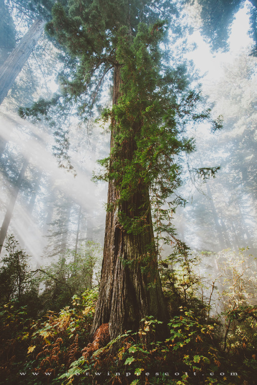 corwinprescott - “The Rising Lands”Redwoods National Park, CA...