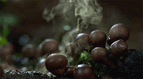 muerodelata - jedavu - Gifs Show How Mushrooms GrowMushrooms are...