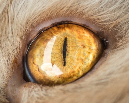 asylum-art-2 - Cat Eyes - Photos by Andrew MarttilaIntriguing...
