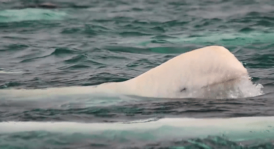beluga whale animal gif