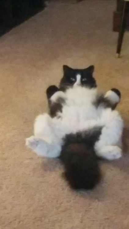 unflatteringcatselfies - A picture my friend took of her cat,...
