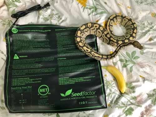 for-the-love-of-a-snake - hello reptiblr! do you want nice big...