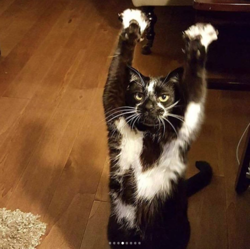 babyanimalgifs - PUT YOUR HANDS UP IN THE AIRThis pleases me...