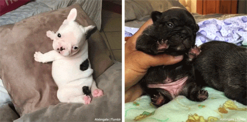 whoskhalil:allthelittlebeagles:alxbngala:THIC FAT BABY...